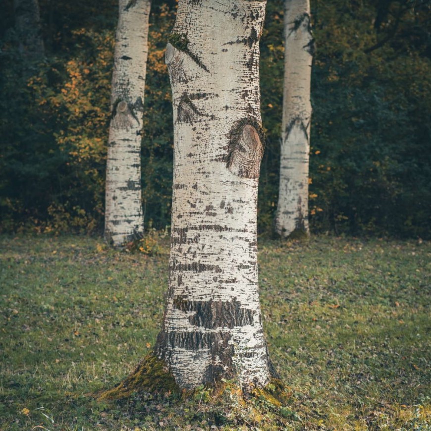 HOT EARTH Birkenzucker (Xylit) aus Finnland | HOT EARTH
