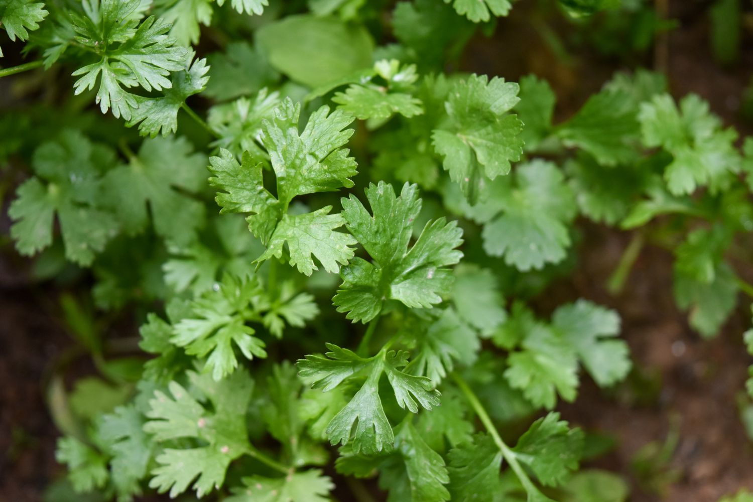 HOT EARTH coriander